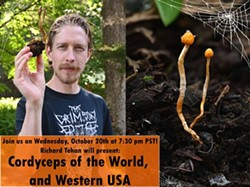 Richard Tehan holding a Cordyceps and two fruiting bodies growing out of a buried arthropod - Uploaded by HBMS Newsletter