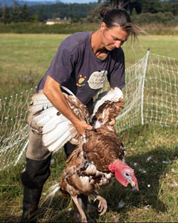 INSTAGRAM, COURTESY OF SHAIL PEC-CROUSE - Shail Pec-Crouse wrangling a turkey at Tule Fog Farm.