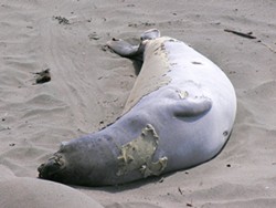 PHOTO BY MIKE KELLY - Elephant seal molting at Piedras Blancas.