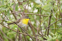 Yellow-breasted Chat in Riparian Habitat - Uploaded by Denise Seeger