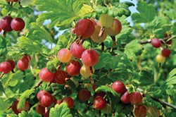 SHUTTERSTOCK - Plant gooseberry instead of invasive cotoneaster and get tasty berries in the bargain.