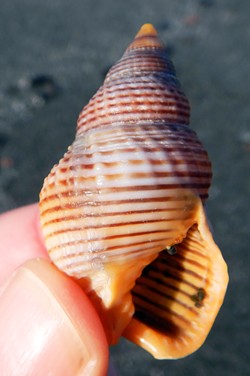 PHOTO BY MIKE KELLY - A nassa snail shell at Stone Lagoon.