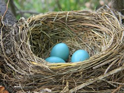 American Robin nest with eggs - Uploaded by Denise Seeger