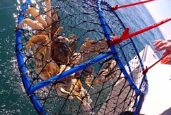 PHOTO COURTESY OF MACKGRAPHICS HUMBOLDT - Hoop nets filled with Dungeness crabs are pulled aboard the Reel Steel last week out of Eureka. Beginning Monday Nov. 28 at 9 a.m., sport crab anglers will again be able to fish with crab traps.