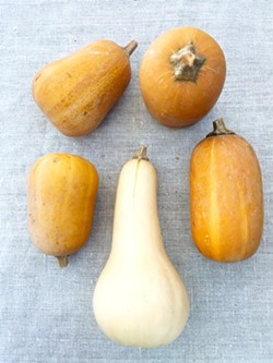 PHOTO BY SIMONA CARINI - Still life with four honeynut squash and a butternut at center.