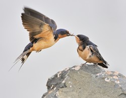 Barn Swallows by Mike Anderson.