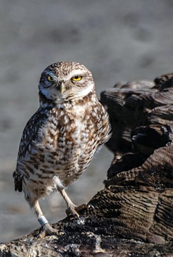 PHOTO BY MARK LARSON - A burrowing owl perched in the dunes last month.