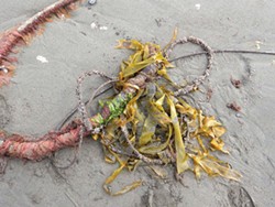 PHOTO BY MIKE KELLY - Bull kelp covered in Fionas and goose barnacles.