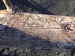 PHOTO BY MIKE KELLY - Scolytus bark beetle galleries on a stick at the beach.