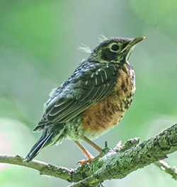PHOTO BY JEFF TODOROFF - A fledgling American robin.