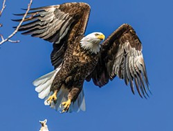 PHOTO BY JEFF TODOROFF - A bald eagle.