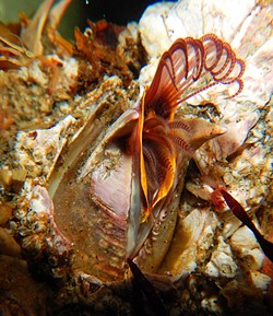 PHOTO BY MIKE KELLY - A giant acorn barnacle feeding.
