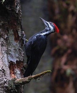 PHOTO BY SASHA CAHILL - CAP: A pileated woodpecker, the author's "spark bird."