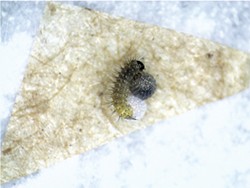 CHRISTINE DAMIANI - A Behren's silverspot caterpillar hatches from its egg.