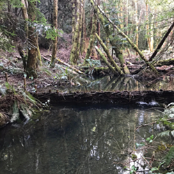 ANNA ROGERS - Beaver dam analog structures in Lost River in winter.