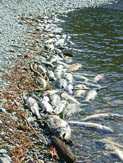 MICHAEL BELCHIK - Fish lie dead on the bank of the Klamath River in 2002, when low river flows created deadly conditions, killing tens of thousands of salmon.