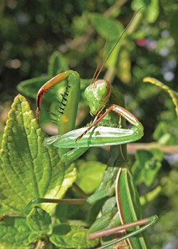 PHOTO BY ANTHONY WESTKAMPER. - A mantis sharpens her knives.