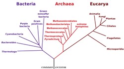 Phylogenetic Tree of Life by Eric Gaba of the NASA Astrobiology Institute.