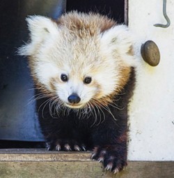 COURTESY OF THE SEQUOIA PARK ZOO. - Masala was one of two red panda cubs born to Stella Luna and Sumo at the zoo in July of 2014.