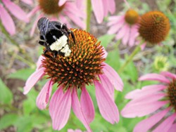 PHOTO BY HEATHER JO FLORES - A bee rests on an echinacea flower.