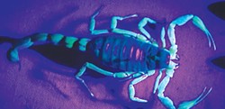 PHOTO BY ANTHONY WESTKAMPER - Bright bugs: A scorpion with rave-ready florescence.