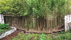 PHOTO BY DREW HYLAND - Fences can be casualties in the war against advancing bamboo.