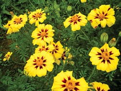 PHOTO BY HEATHER JO FLORES - Tagetes patula.