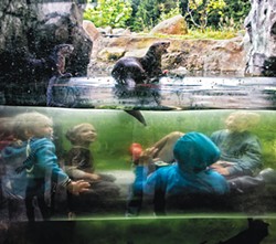 COURTESY OF THE ARTIST - Dana Utman's shot of the Sequoia Park Zoo's river otter habitat between 10 and 11 a.m.