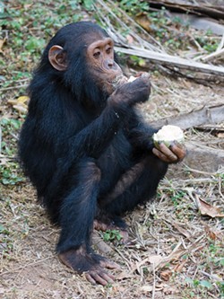 IKIWANER, GNU FREE DOCUMENTATION LICENSE - A juvenile chimpanzee eats fruit in Gombe Stream National Park, Tanzania.
