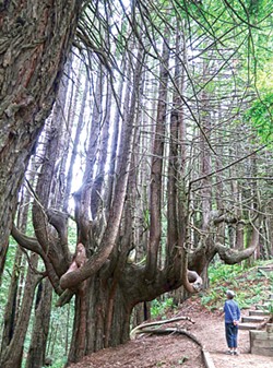 PHOTO BY BARRY EVANS - Candelabra redwood tree on the new Peter Douglas trail near Usal beach.