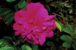 PHOTO BY DONNA WILDEARTH - The author's low-maintenance rose: Rosa rugosa 'Hansa.'