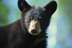 THINKSTOCK - Black bear cub