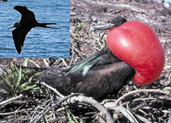 PHOTOS BY BARRY EVANS - The magnificent male Fregata magnificens or frigate bird on Santa Cruz Island in the Galapagos, with its red gular pouch inflated to attract females. Inset: same species, Yelapa, Mexico.