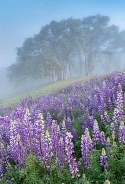 GREG NYQUIST - Lupine in bloom near Bald Hills Road.