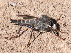 ANTHONY WESTKAMPER - A robber fly in all its ugly glory.