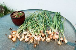 PHOTO BY KATIE ROSE MCGOURTY - Plan for a glut of garlic.
