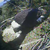 Update: Hatched! Check Out Humboldt's Bald Eagle Babies