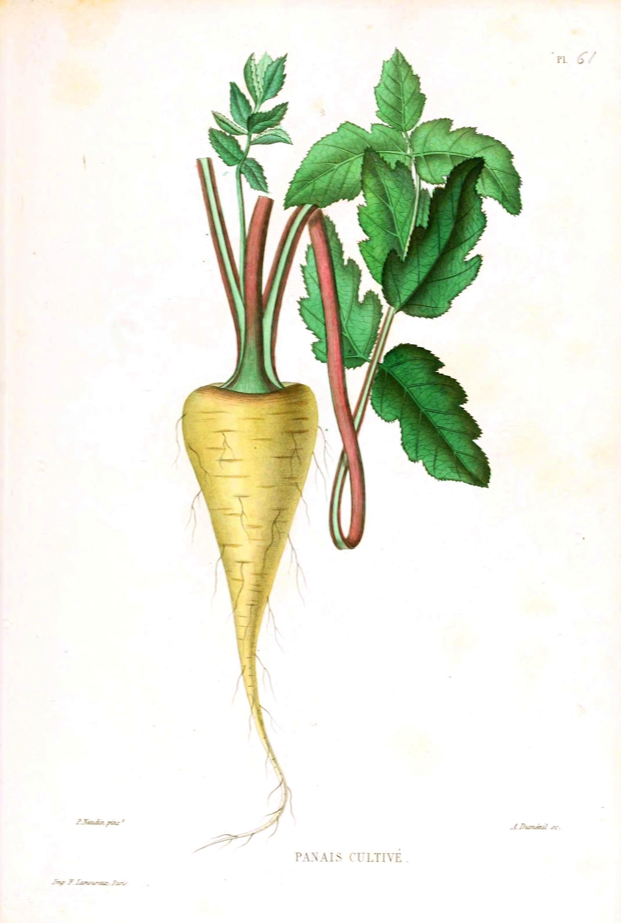 Vintage parsnip illustration