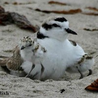 WANTED: Plover Snatchers