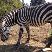 What the Zebra?