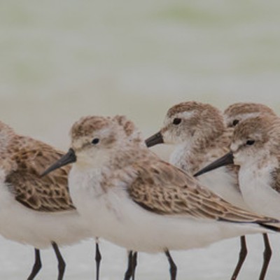 Willet, Dunlin and Western Sandpiper