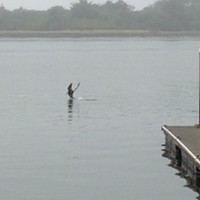 Yes, that's a pelican, caught mid-crazy-dive at the Eureka public marina.