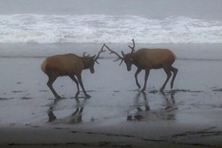 Young bulls play-fight on a foggy July morning at Usal Beach in the Sinkyone Wilderness.