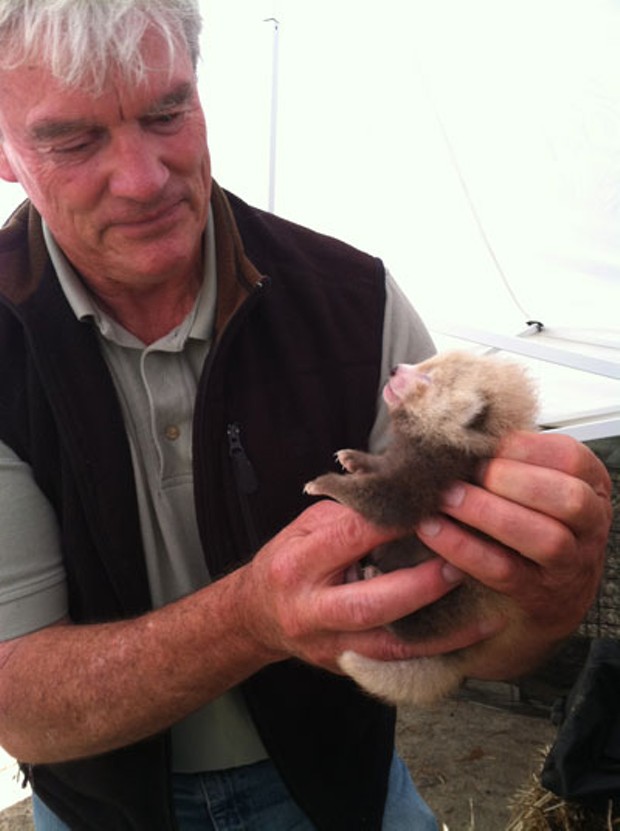 Zoo veterinarian Dr. Kevin Silver examines the young Red panda cub at Sequoia Park Zoo. - AMANDA AUSTON